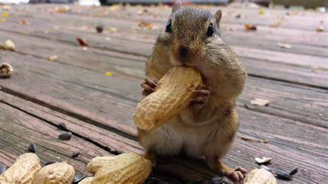 This Hidden Camera Video Of A Squirrel Eating Nuts Is Seriously Cute