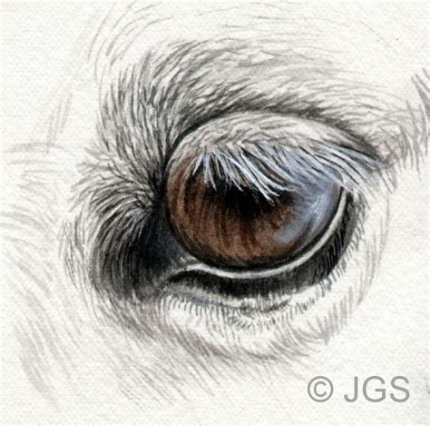 Perfect Your Horse Drawings With A Guide On How To Draw Eyes Horse
