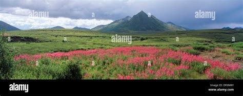 Canada Yukon Territory Ogilvie Mountains Fireweed Blooms In Back