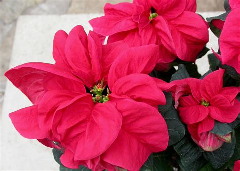 Poinsettia Winter Rose Grow Care Tips Houseplant 411 How To