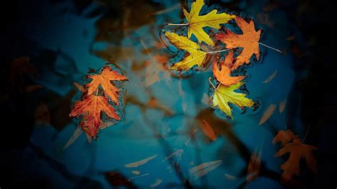 Leaf Water Autumn Leaves Nature Hd Wallpaper Wallpaperbetter