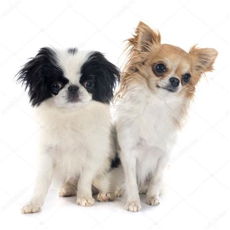 Japanese Chin And Chihuahua Stock Photo By ©cynoclub 55032683