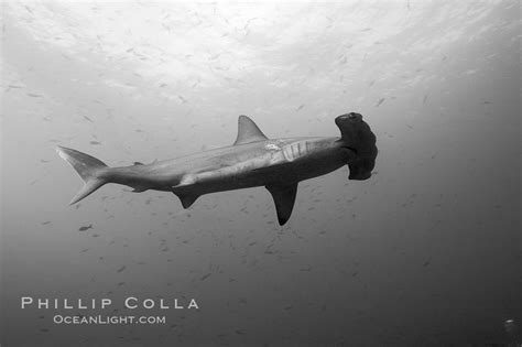 Scalloped Hammerhead Shark Sphyrna Lewini Wolf Island Galapagos