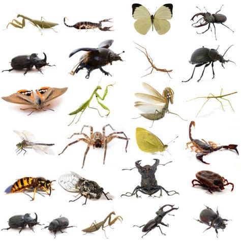 Best Insects Stock Photos Pictures And Royalty Free Images Istock