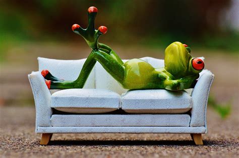Grenouille Canapé Relaxation · Photo Gratuite Sur Pixabay