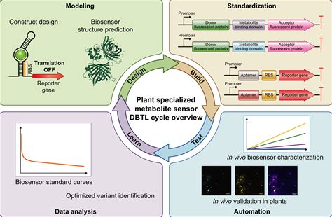 Unraveling The Roles Of Plant Specialized Metabolites Using Synthetic