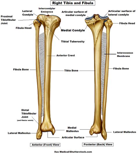Tibia And Fibula Bone Anatomy