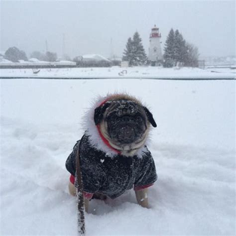 Offering pug puppies for sale & high quality pets care! quitobicoke: So it snowed last night. #puglife #pug #quitobicoke #winter (at Humber Bay ...