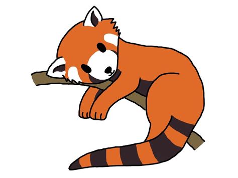 How To Draw A Red Panda At Drawing Tutorials