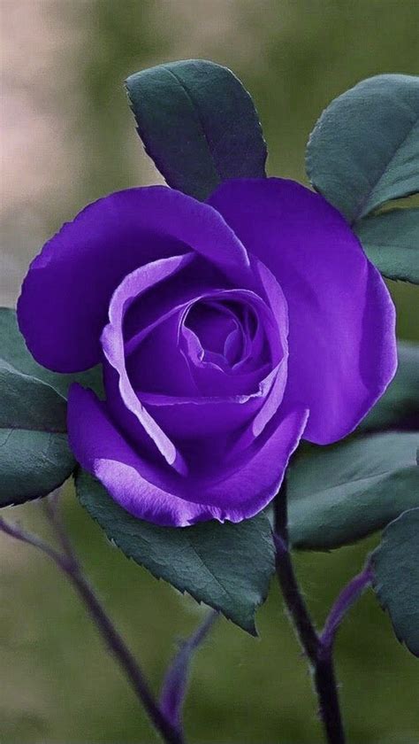 Pin By เตือนจิตต์ ทองกอบเพชร On Flowers In 2021 Beautiful Rose
