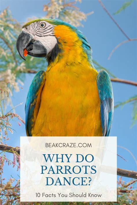 Why Do Parrots Dance 10 Facts You Should Know