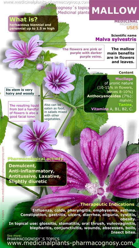 Mallow Health Benefits Of Mallow Plant Infographic