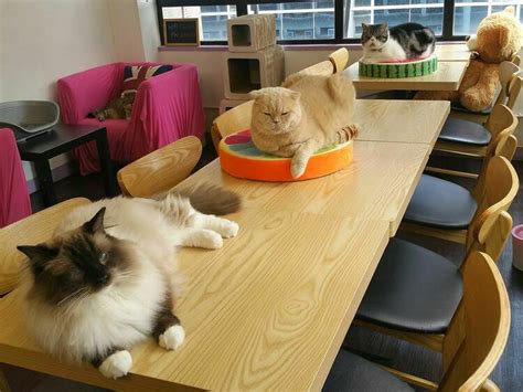 The Best Pet Cafes In Hong Kong