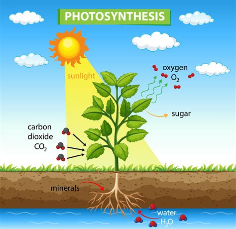 Diagrama Que Muestra El Proceso De Fotosíntesis En Planta 2189173