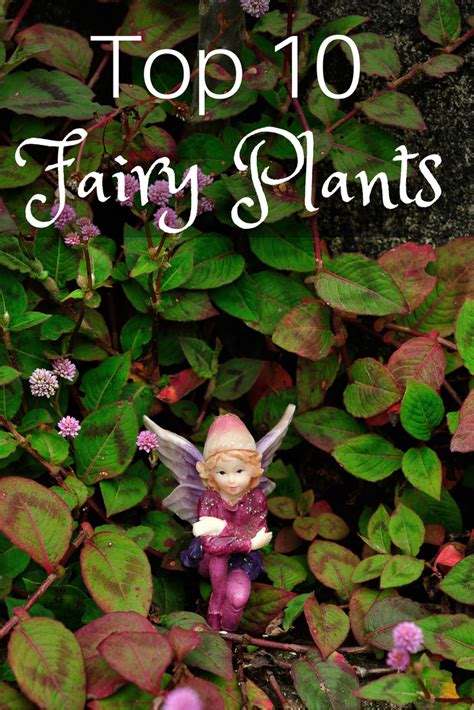 Best Plants For Fairy Gardens Besticoulddo