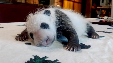 Baby Panda Has A Name — And Michelle Obama Helped Come Up With It