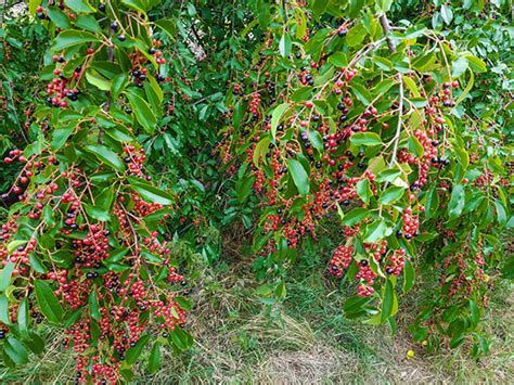 By brian barth landscape designer. Native Black Cherry Tree | Hendricksen Tree Care Services