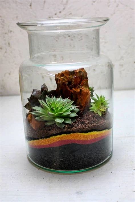 Terrarium Layers A Step By Step Guide To Building Success 2022