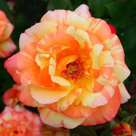 Hoa Hồng Tropical Sunset Rose Màu Sọc Cam Vàng Rất Lâu Tàn