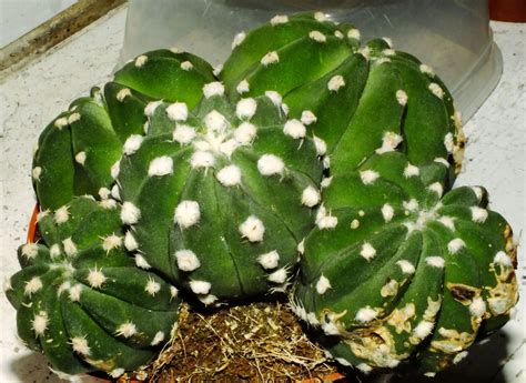Echinopsis Subdenudata Cárdenas Easter Lily Cactus World Flora Pl