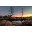 Dawn Morning Trees Reeds Lake Wallpapers HD / Desktop And Mobile 