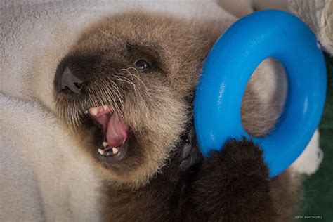Sea Otter Pup Has Demands And He S Not Afraid To Voice Them — The Daily Otter
