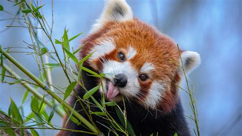 Wallpaper Red Panda Tongue Protruding Cute Funny Animal Bamboo Hd