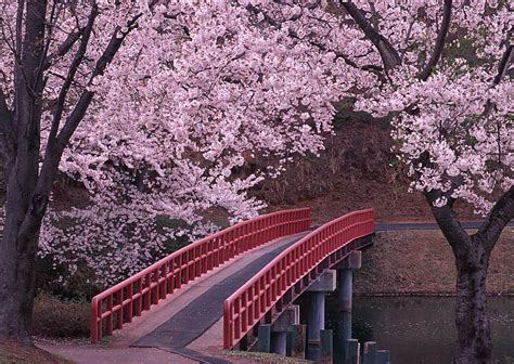 Free Download Hd Wallpaper Red And Brown Concrete Bridge Sakura