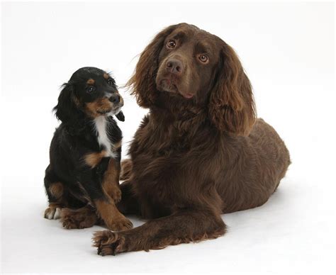 Check spelling or type a new query. Cocker Spaniel And Tricolor Pup Photograph by Mark Taylor