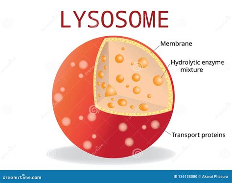 Plant Cell Lysosome Is What Are Lysosomes And How Are They Formed