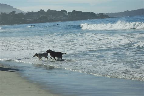 33 Dog Friendly Beaches Near Me Now New Server