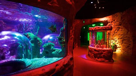 Sea Life Orlando Aquarium Fl Usa Ferienwohnungen Ferienhäuser Und
