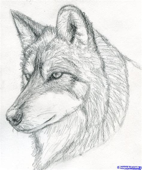 A Pencil Drawing Of A Wolfs Head