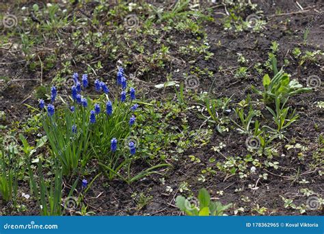 Beautiful Blue Flowers On The Lawn Stock Image Image Of Frozen Weeds