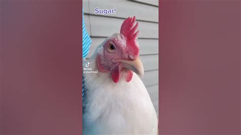 Sugar Booger Lap Chickens Tiktok Shorts Youtube