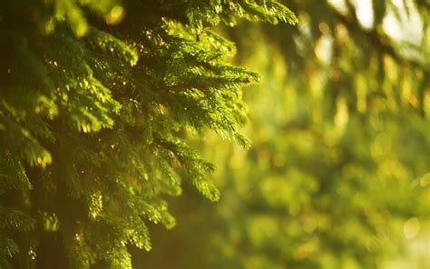 Spruce Green Nature Photography Blurred Depth Of Field Sunlight