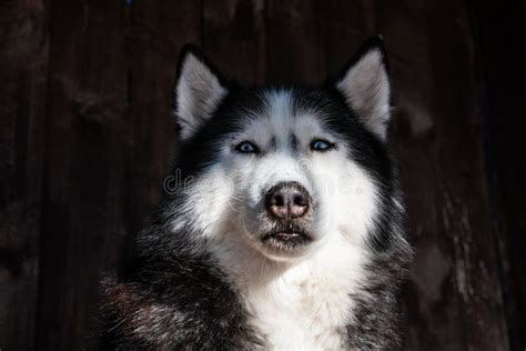 Dark Portrait Of Husky Dog Stock Photo Image Of Serious 208074950