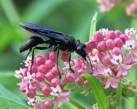 Great Black Wasp Photograph By Doris Potter