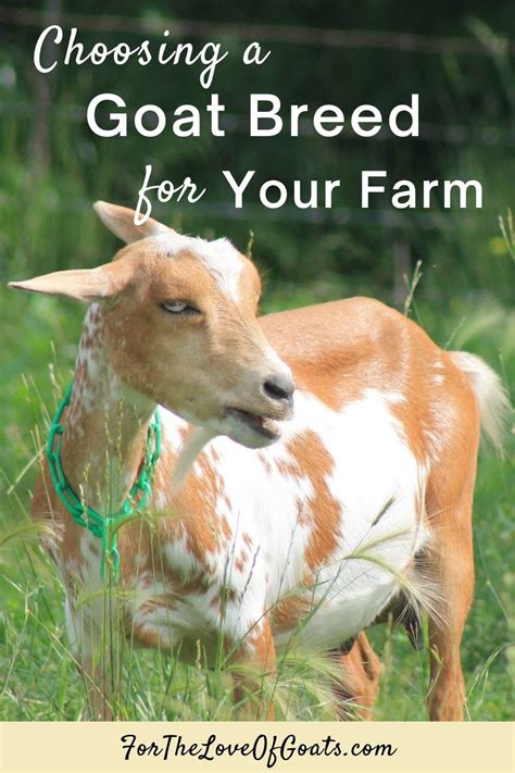 Choosing A Goat Breed For Your Farm