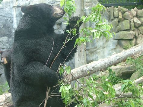 A Black Bear At Buttonwood Park Zoo Investigates Browse P Flickr