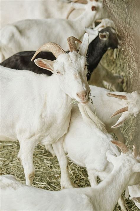 He will pay you to shear them. 푸드 스토리 염소젖 치즈는 무슨 맛일까