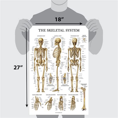 Skeletal System Anatomical Chart Laminated Human Skeleton Anatomy