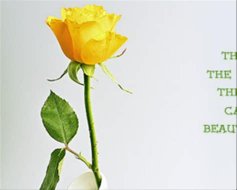 Yellow Rose Friendship Quotes Quotesgram