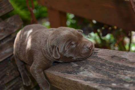 When Do Puppies Open Their Eyes? A Guide to Newborn Labrador Puppies - Labrador Wise