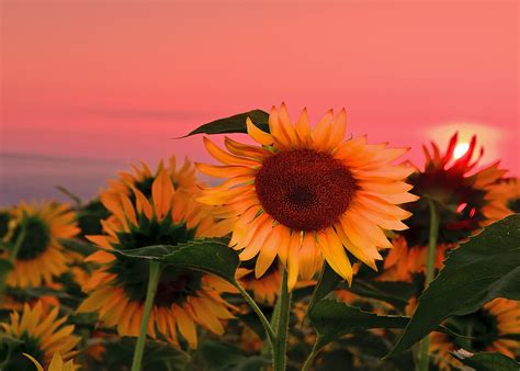 Nature Sunflower Hd Wallpaper