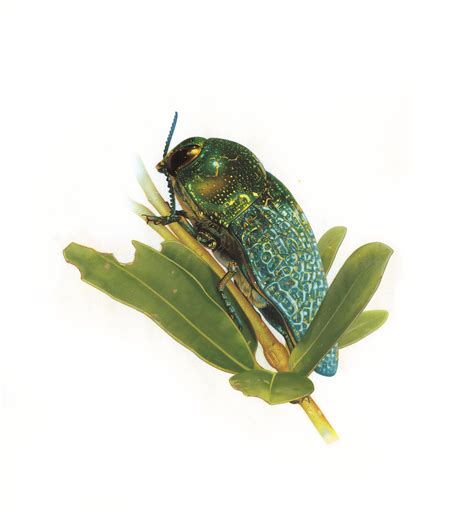 Jewel Beetles Flying Gems Australian Geographic Beetle Wildlife