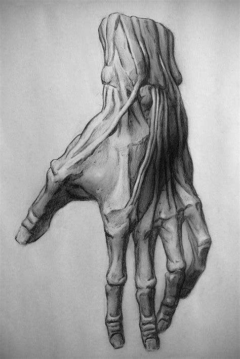 50 Awesome Sketch Studies Human Anatomy Art Cool Sketches Anatomy