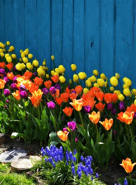 Colorful Spring Landscaping With Tulips Stock Photo Image Of Decor