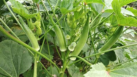 And if so, what are the health benefits of eating it for you and your baby? Ladies finger (Okra) Agriculture - Lady finger Farming ...