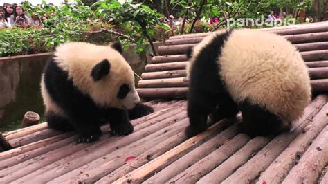 Panda Cubs Fight Youtube